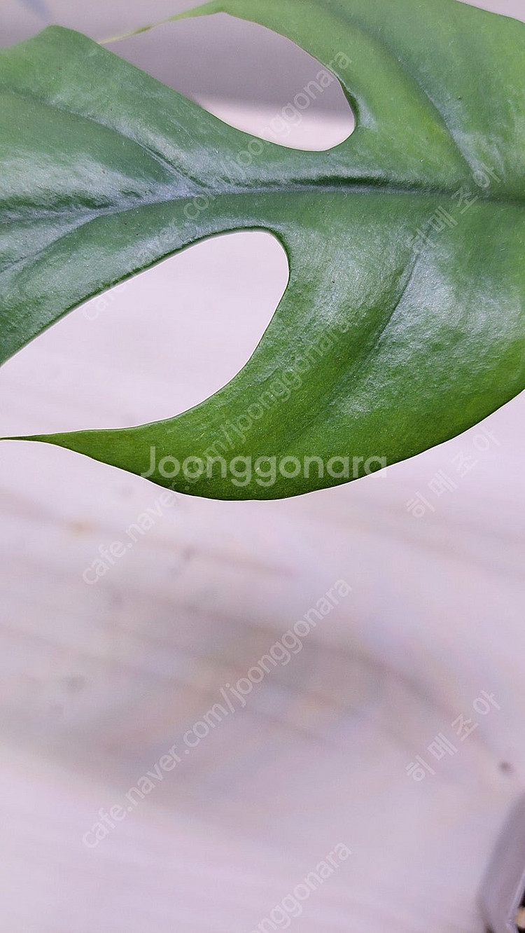 옐로우히메,베놈,화이트민트히메,무늬히메,풀민트히메,실버클라우드 등등 여러 희귀식물 분양해요--9